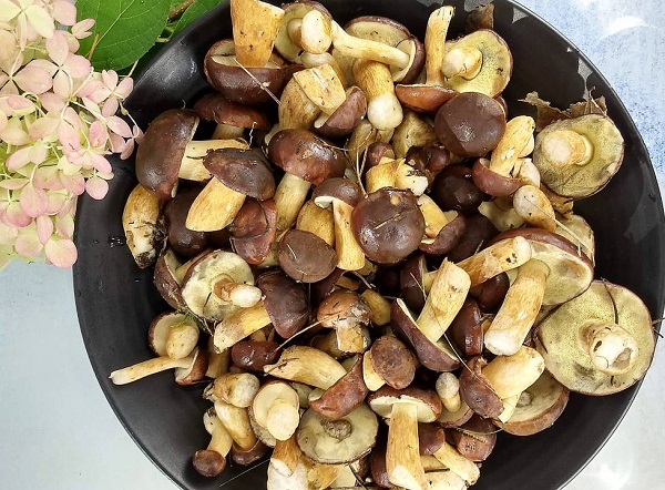 Маслята на зиму рецепты приготовления маринованные