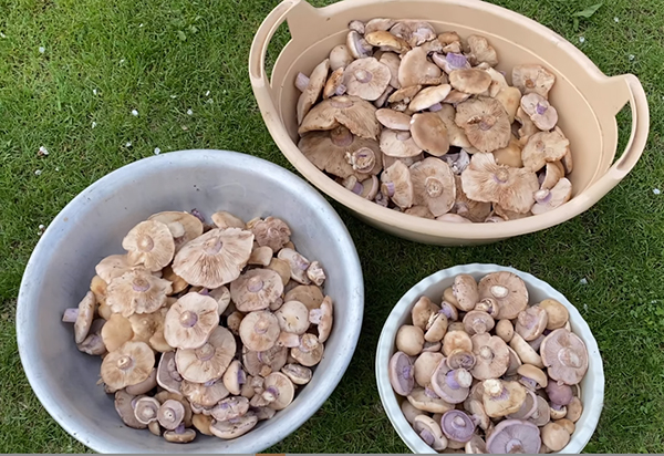 Рецепт грибы маринованные на зиму с уксусом